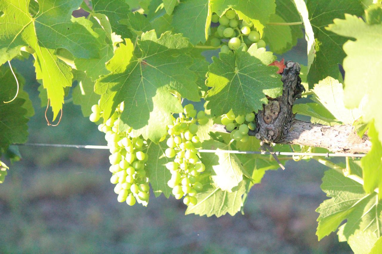 The Carriages Boutique Hotel And Vineyard 포콜빈 외부 사진